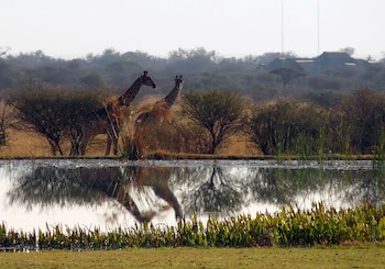 Ditholo Game Lodge