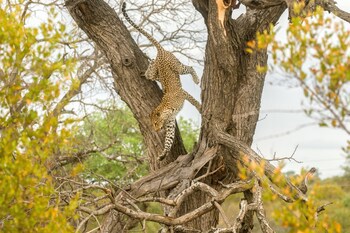 Ezulwini Lodges