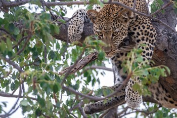 Ezulwini Lodges