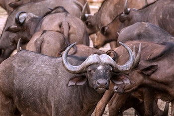 Ezulwini Lodges