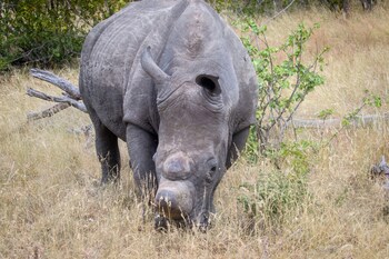 Ezulwini Lodges