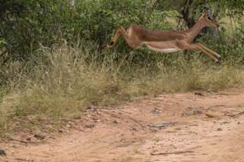 Ezulwini Lodges