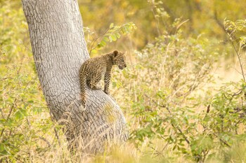 Ezulwini Lodges