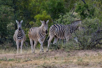 Ezulwini Lodges