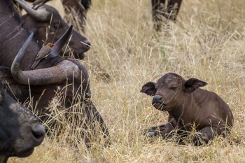 Ezulwini Lodges