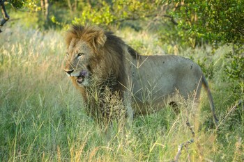 Ezulwini Lodges