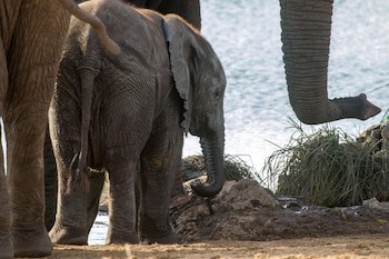 Ezulwini Lodges