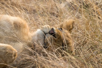 Ezulwini Lodges