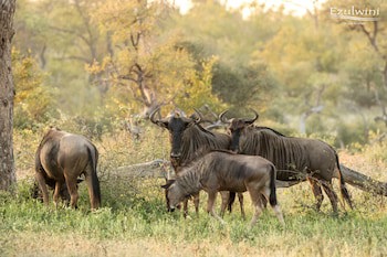 Ezulwini Lodges