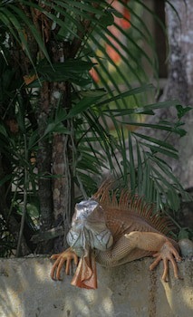 Hotel El Icaco Tortuguero