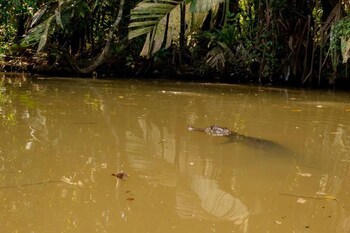 Hotel El Icaco Tortuguero