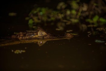Hotel El Icaco Tortuguero