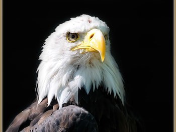 Falcons Nest