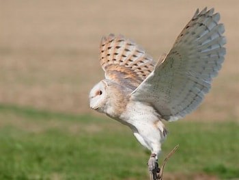 Falcons Nest