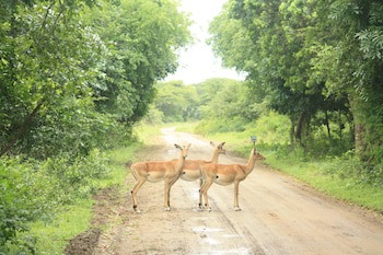 Emdoneni Lodge