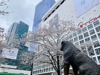 Apa Hotel Shibuya Dogenzakaue