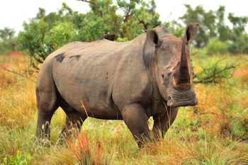 57 Waterberg Lodge
