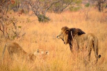 57 Waterberg Lodge