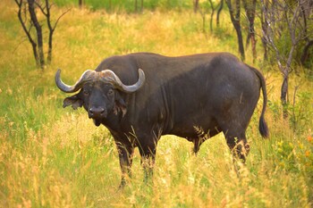 57 Waterberg Lodge
