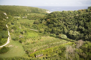 Royal Isabela