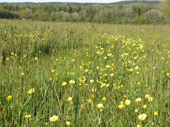 Hay Meadow Farm