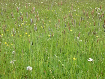 Hay Meadow Farm