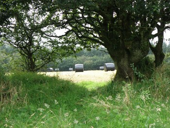 Hay Meadow Farm