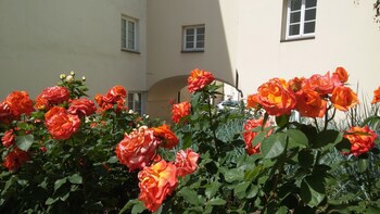 Domus Maria