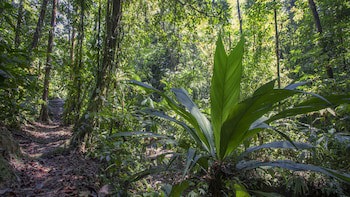 Esquinas Rainforest Lodge
