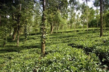 Banasura Hill Resort