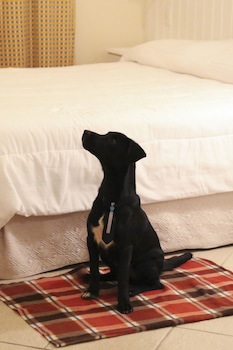 Vitoria Hotel Residence Newport