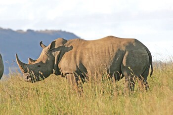 Spionkop Lodge
