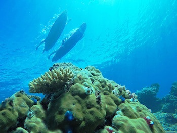 Tropica Island Resort - Adults Only
