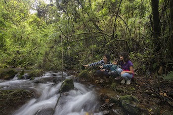 Dantica Cloud Forest Lodge