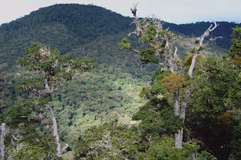 Dantica Cloud Forest Lodge