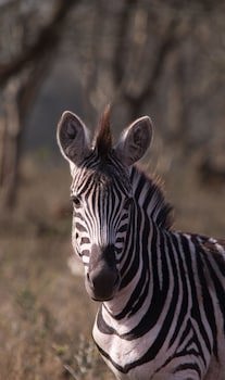 Leopard Mountain Safari Lodge