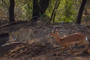 Leopard Mountain Safari Lodge
