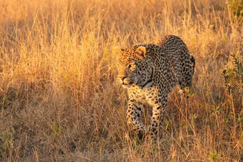 Leopard Mountain Safari Lodge