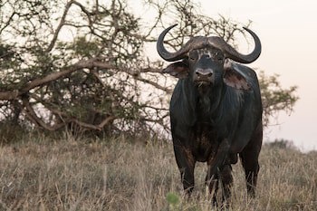 Leopard Mountain Safari Lodge