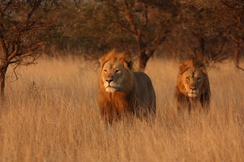 Leopard Mountain Safari Lodge