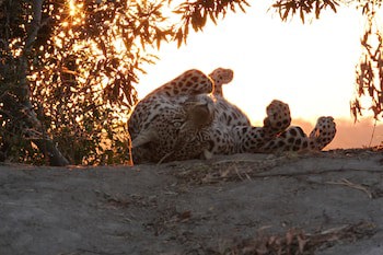 Leopard Mountain Safari Lodge