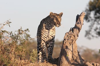 Leopard Mountain Safari Lodge
