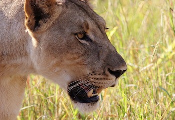 Leopard Mountain Safari Lodge