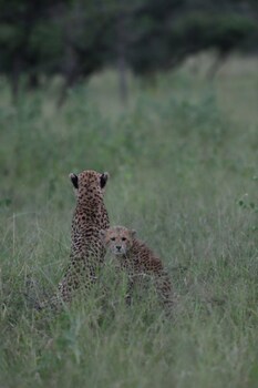 Leopard Mountain Safari Lodge
