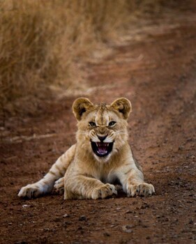 Leopard Mountain Safari Lodge
