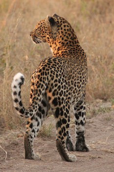 Leopard Mountain Safari Lodge