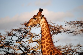 Leopard Mountain Safari Lodge