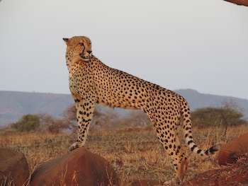 Leopard Mountain Safari Lodge