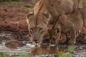 Leopard Mountain Safari Lodge