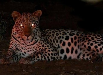 Bonamanzi Game Reserve
